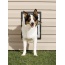 PetSafe Wall Dog Door - Medium