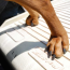 PetStep_folding_dog_ramp